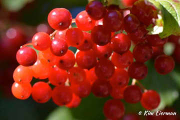 Fruit of American Cranberry Bush – a Bird Favorite.