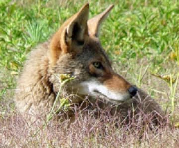 Ossining police have called in a trapper and are warning residents to be cautious after receiving reports of coyote sightings in two riverside neighborhoods.