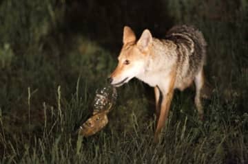 A coyote forages for food on Rikers Island earlier this year. The wild dogs have been spotted in Westchester as well, in urban, as well as, more countrified communities.