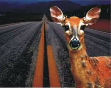Deer breeding season is in full swing, and this is when most deer-car collisions happen.