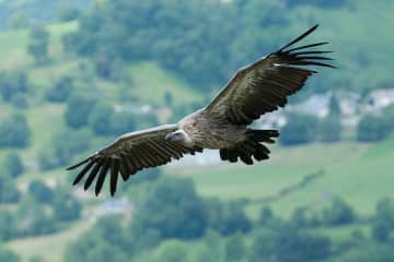 Birds of prey will be on hand at the Katonah Museum of Art's "Family Day."