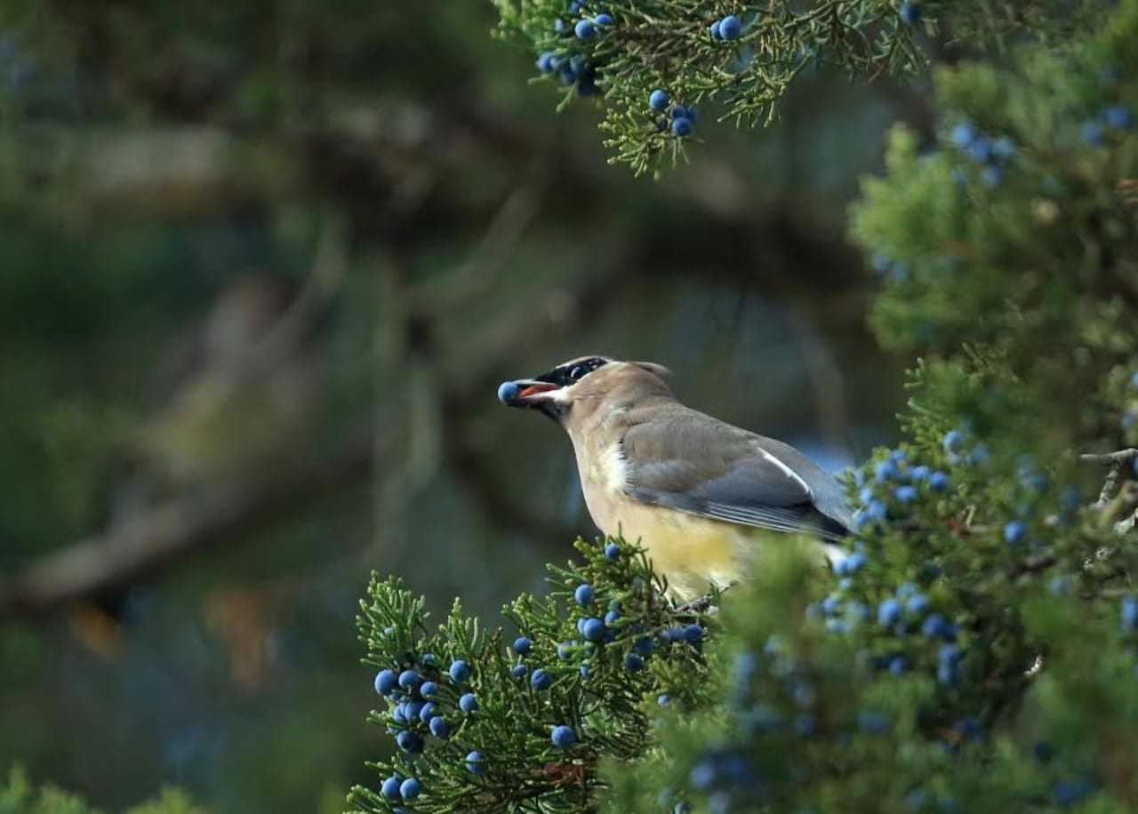 A Waxwing enjoys Juniper Berries.