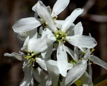 Allegheny Serviceberry flowers are a good spring resource for bees.