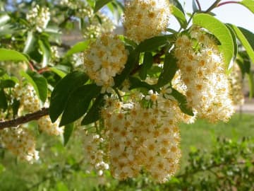 Flowers of Native Chokecherry, which is an ecological workhorse.