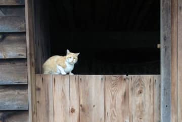 Fred, the security cat, is on the job at the new Dutch barn at Philipsburg Manor.