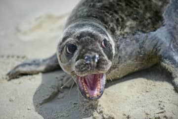 The Marine Mammal Stranding Center on Friday was caring for two seals at its facility.