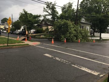 Sunday's storm took out a tree that fell onto Hawthorne Avenue.