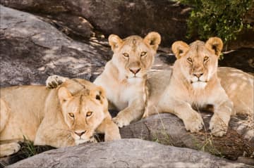 "Lion Trio," by Karen Ann Sullivan is one of the 37 photographs by Westchester County photographers on display through Sept. 9 at United Hebrew of New Rochelle.