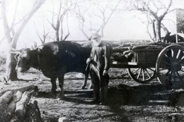 John Scott was photographed with his oxen on his Pound Ridge farm.