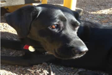 <p>The Fontana family of Rye is searching for Echo, a service dog for their five-year-old autistic child, who has been missing since Wednesday.</p>