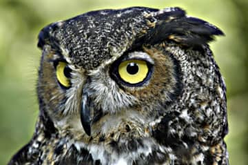 Maybe you will spot a great horned owl at the Weir Farm Owl Prowl. 