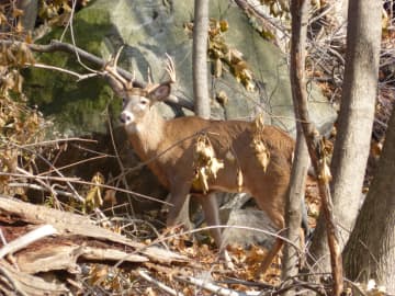 Teatown Lake's plan to reduce the deer population can move forward.