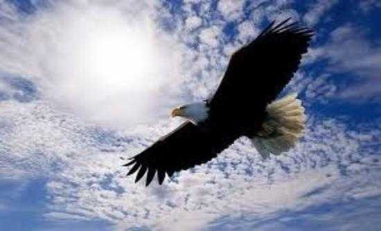 Join Teatown for its eaglefest on Saturday, Feb. 8.