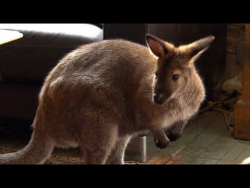 Indy, a wallaby in North Salem, has been missing for two weeks. 