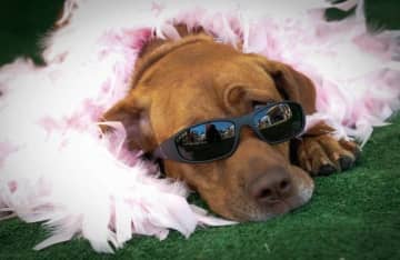 New Canaan goes to the dogs on Sunday for the annual FUNraiser Festival for dogs. It will be held between noon and 3 p.m.