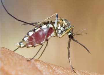 Mosquitoes have tested positive for the EEE virus in Darien.