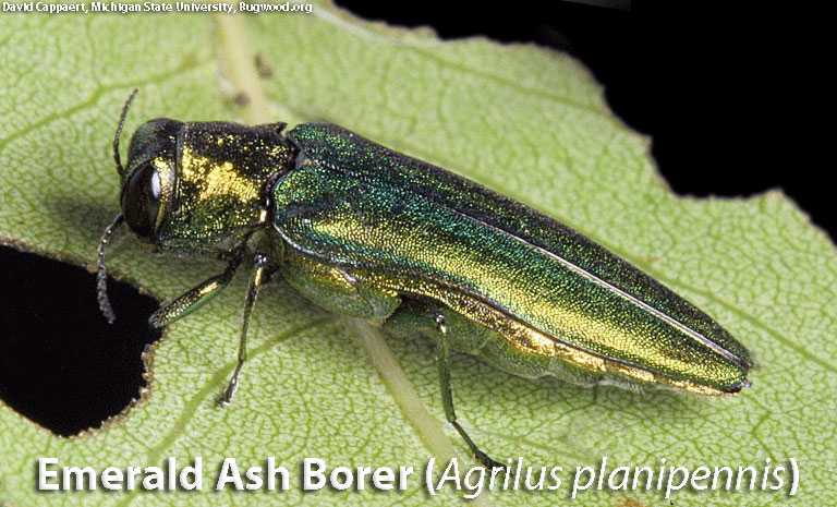 The Department of Energy and Environmental Protection decided to turn trees in Redding's Putnam Park into lumber before they become infected with Emerald Ash Borers (pictured), an invasive and destructive insect, the Redding Pilot said.