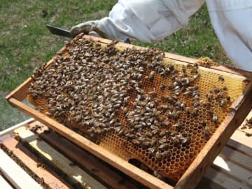 The Bedford Historical Society and the Bedford Free Library will teach the ins and outs of honeybees and beeswax candle making. 