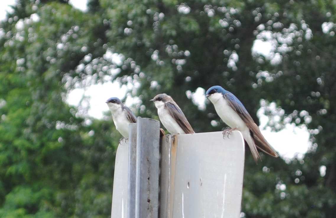 An autumn bird migration hike will be held Saturday,
