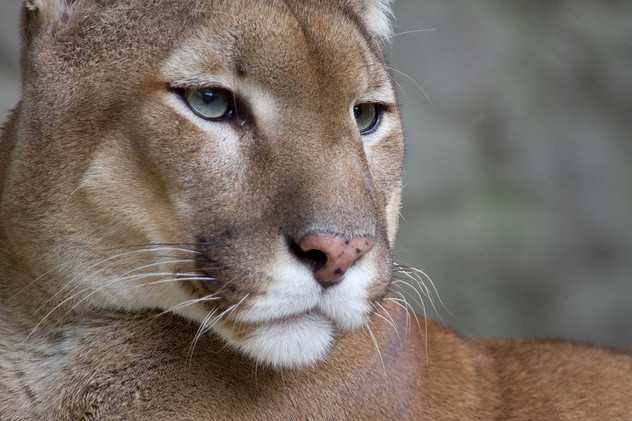 Eastern Cougar Sightings - NYS Dept. of Environmental Conservation