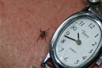 The deer tick can spread babesiosis to humans.