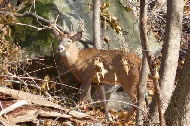 An animal defense group has initiated legal action to prevent the City of Rye, Village of Mamaroneck, state and Westchester County officials from using hunters to control the deer population.