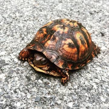 Bruce Willis' wife, Emma, found a turtle in the couple's Bedford driveway. 