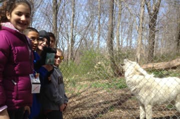 There is a lot going on at the Wolf Conservation Center in South Salem this weekend.