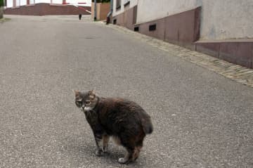 The DOH will be putting up signs warning residents about a stray cat that had rabies in the area.
