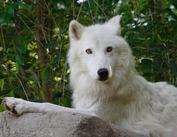 Meet the Wolf Conservation Center's ambassador wolf Atka at one of several events this weekend.