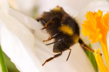 Teatown will host a program on bees April 19.