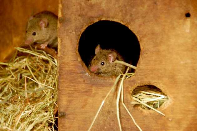 A man in China died from hantavirus.