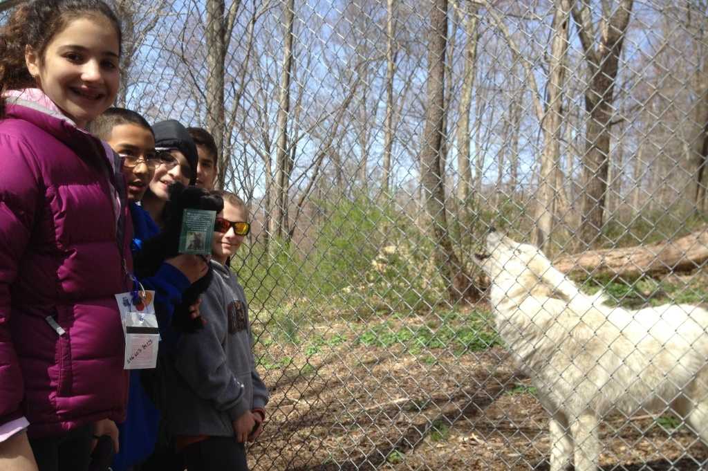 Take sunset photos on Sunday of the wolves at South Salem's Wolf Conservation Center.