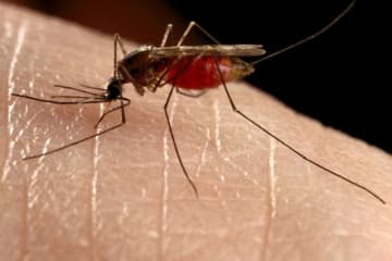 Mosquitoes carry the deadly West Nile virus.