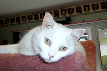 Lucy, a sweet and loving adult female cat, is waiting to be adopted in Wilton. 