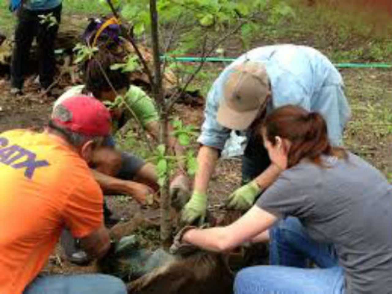 Planting trees is one way people and communities can resist global warning, according to a scientist who will present a climate change seminar in Dumont March 7.