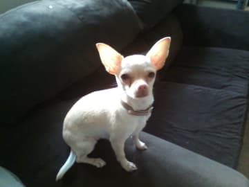 Poppy, a teacup beige Chihuahua, is missing in Greenwich.