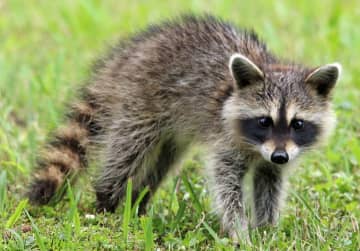 A raccoon in Hunterdon County has tested positive for the rabies virus, local health officials said Tuesday.