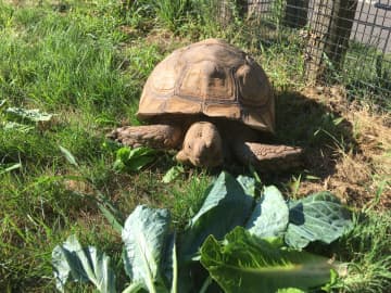 Five spur thigh tortoises will be at the Beardsley Zoo until sometime this fall.