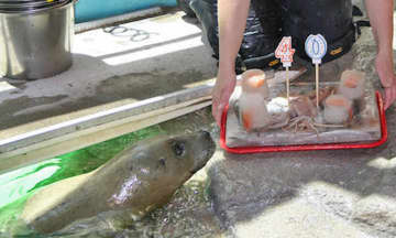 Susie the Seal was a favorite of the staff and visitors at the Maritime Aquarium at Norwalk.