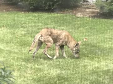 Another coyote was spotted making the rounds in New Rochelle.