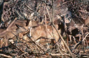 Homeowners have been warned not to shoot deer in their backyards.