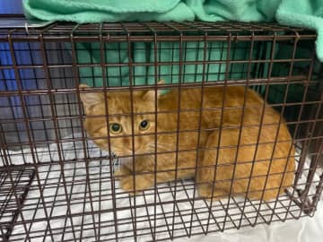 The Suffolk County SPCA and Strong Island Rescue are asking the public for information after this cat was shot with a pellet.