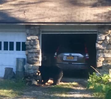 There's been another bear sighting in the Hudson Valley.