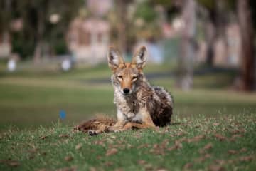 Ossining police are warning residents to be cautious after receiving reports of coyote sightings in two riverside neighborhoods.