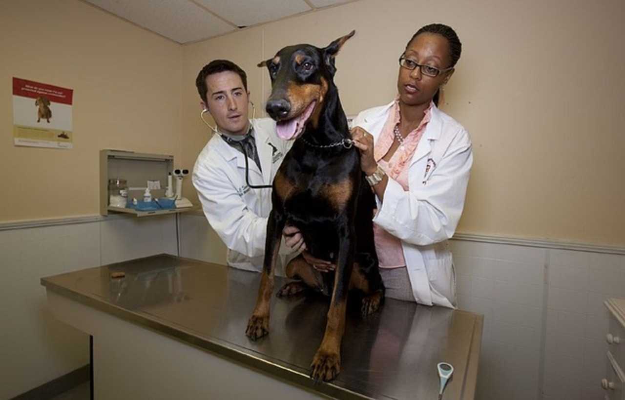 Folks are invited to a free rabies clinic in Milan on Aug. 27.