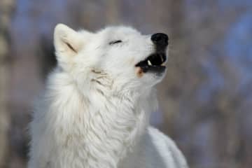 The Family Winter Howl is Friday evening at the Wolf Conservation Center in South Salem.
